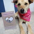 Chipper is the author of "Chipper's Friends: The Heartwarming Story of an Imperfect Dog." She's a therapy dog dropout with a heart of gold. Chipper gave permission for us to […]